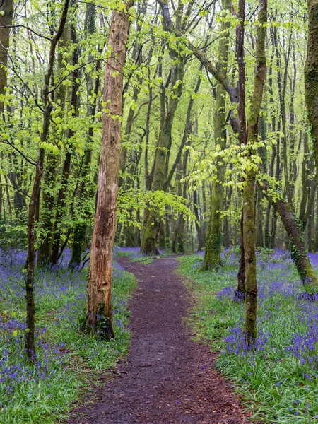 Madeira Bluebell Com Árvores Praia — Fotografia de Stock