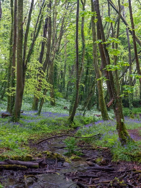 BlueBell ormanı ve sahil ağaçları. 