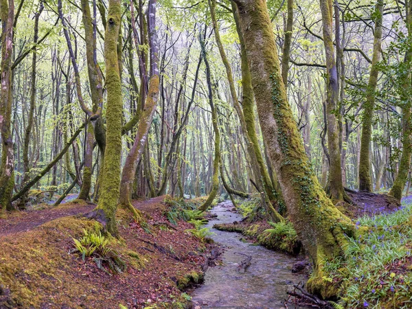 BlueBell ormanı ve sahil ağaçları. 