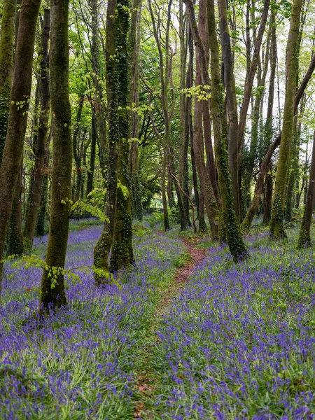 BlueBell ormanı ve sahil ağaçları. 