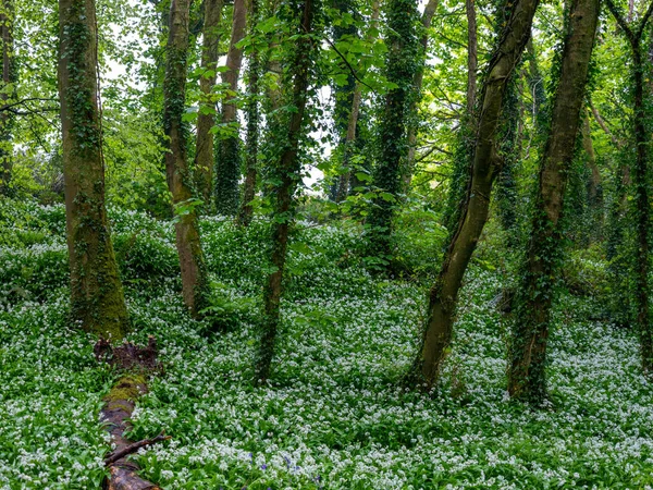 Cornwall İngiltere 'deki Woodland. 