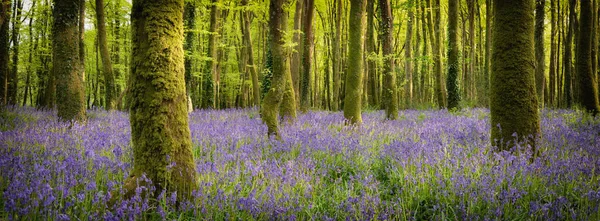 BlueBell Ormanı Cornwall İngiltere Ormandaki mavi renkli çiçekler 