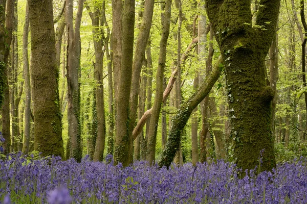 BlueBell Ormanı Cornwall İngiltere Ormandaki mavi renkli çiçekler 