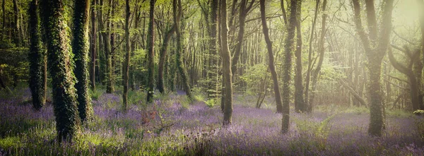 Bluebell Woodland Cornwall England Modré Barevné Květy Lese — Stock fotografie