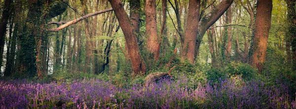 Bluebell Wood Cornwall England — Stock fotografie