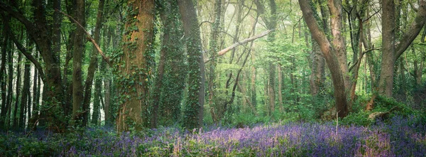 Bluebell Wood Cornwall England — Stock fotografie