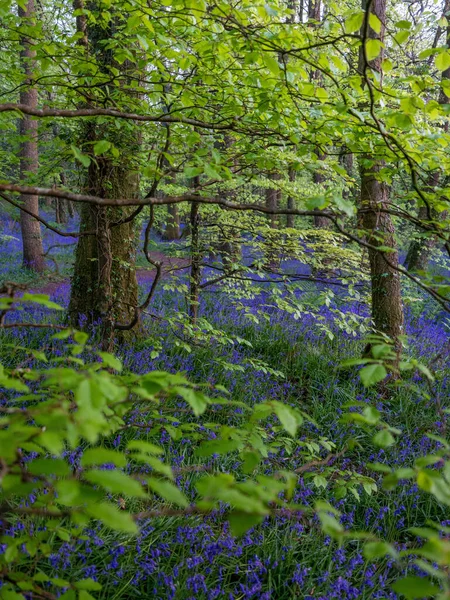 BlueBell Ormanı Cornwall İngiltere 