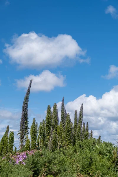 Echium Planta Contra Céu Azul Nuvens Brancas — Fotografia de Stock