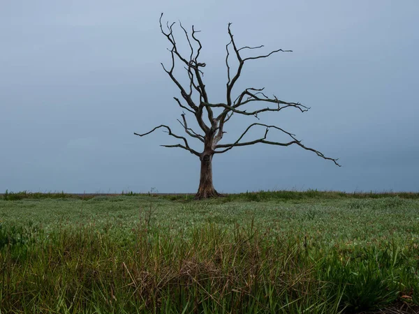 Porlock Marsh Μοναχικό Νεκρό Δέντρο Somerset Αγγλία Ηνωμένο Βασίλειο — Φωτογραφία Αρχείου