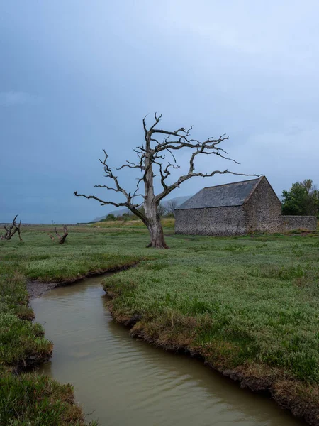 Porlock Marsh Einsamer Toter Baum Somerset England — Stockfoto