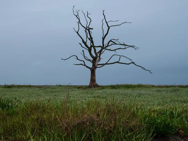 Porlock Marsh Old Dead Trees England — Stock fotografie