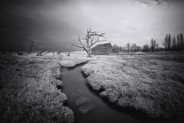 Porlock Marsh Old Dead Trees England — Stock Fotó