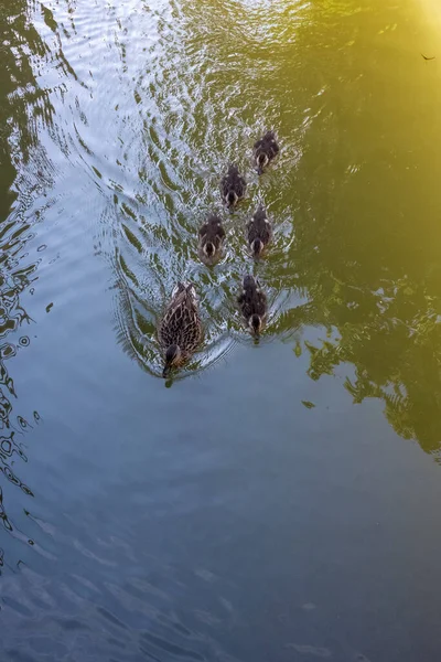 Duck and ducklings swimming in the river
