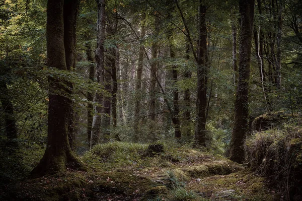 Bosques Sin Identidad Cerca Truro Cornwall Inglaterra Reino Unido — Foto de Stock