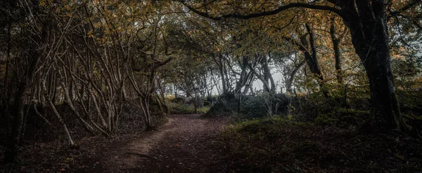 Бездомные Леса Рядом Труро Корнуолл Англия — стоковое фото