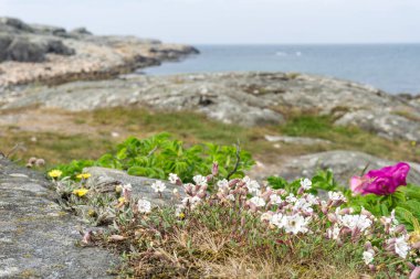 Ockero, İsveç - 10 Haziran 2021: Arkaplanda Atlantik Denizi olan körfezden önce kayaların üzerinde güzel pembe çiçek