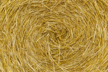 Grado, İtalya - 8 Temmuz 2021: Balyanın ortasına odaklı saman balyası