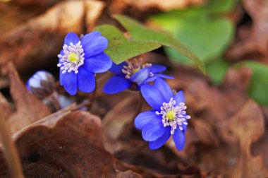 Anemon çiçekleri ve narin mavi yapraklar bir çayırda yeşil yapraklar bir bahar günü
