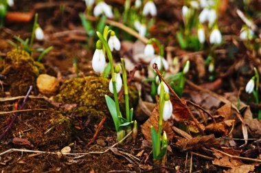 Narin beyaz yapraklı kartanesi çiçekleri ve güneşli bir günde çayırda ince yeşil yapraklı sarı-yeşil bir merkez.