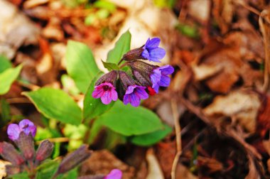 Bir bahar günü yeşil yapraklı bir sapta narin mavi, mor ve pembe yapraklı akciğer otu çiçekleri.