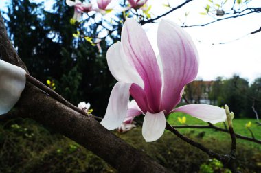 Bahçesinde yeşil yaprakları olan bir dalda narin pembe ve beyaz yaprakları olan büyük çiçekli manolya.
