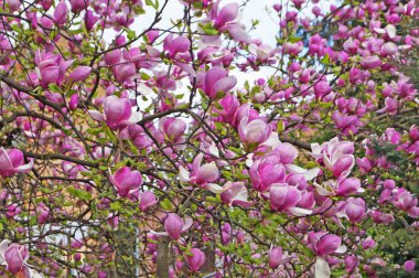 Bahçesinde yeşil yaprakları olan bir dalda narin pembe ve beyaz yaprakları olan büyük çiçekli manolya.