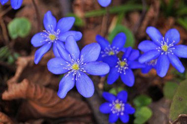 Anemon çiçekleri ve narin mavi yapraklar bir çayırda yeşil yapraklar bir bahar günü
