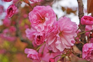 Narin, sık çiçekli, pembe yapraklı ve yeşil yapraklı Sakura dalı bir bahar günü parktaki bir ağaçta.