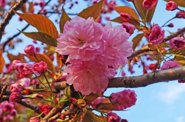 Narin, sık çiçekli, pembe yapraklı ve yeşil yapraklı Sakura dalı bir bahar günü parktaki bir ağaçta.