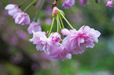 Narin, sık çiçekli, pembe yapraklı ve yeşil yapraklı Sakura dalı bir bahar günü parktaki bir ağaçta.