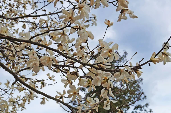 Magnólia Com Grandes Flores Com Delicadas Pétalas Rosa Branco Ramo — Fotografia de Stock