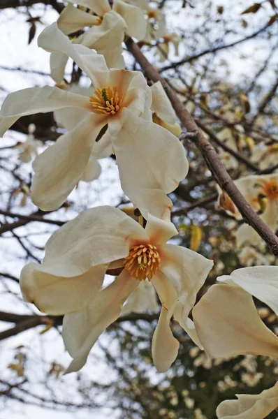 Bahçesinde yeşil yaprakları olan bir dalda narin pembe ve beyaz yaprakları olan büyük çiçekli manolya.