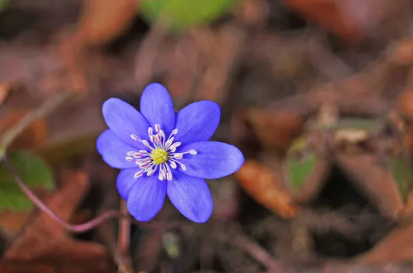 Anemone Flowers Delicate Blue Petals Bush Green Leaves Meadow Spring — Stock Photo, Image