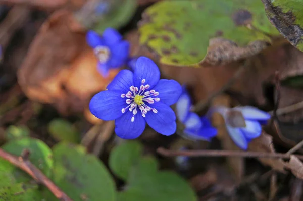 Fleurs Anémone Aux Délicats Pétales Bleus Sur Buisson Aux Feuilles — Photo