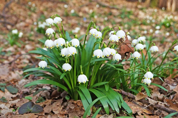 Narin beyaz yapraklı kartanesi çiçekleri ve güneşli bir günde çayırda ince yeşil yapraklı sarı-yeşil bir merkez.
