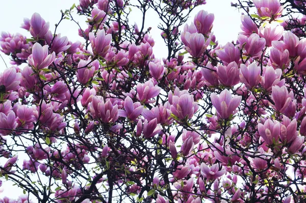 Magnolia Aux Grandes Fleurs Aux Délicats Pétales Roses Blancs Sur — Photo