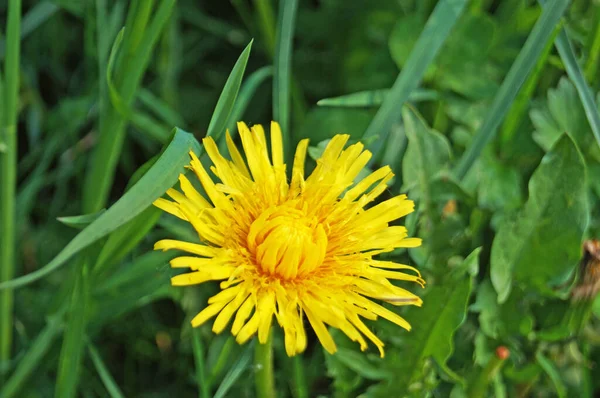 Flores Dente Leão Com Pétalas Amarelas Delicadas Centro Amarelo Com — Fotografia de Stock