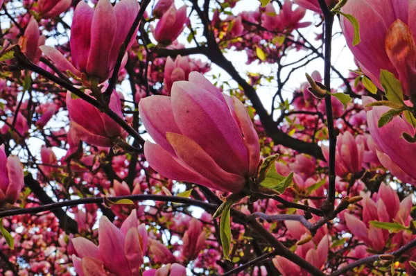 Bahçesinde yeşil yaprakları olan bir dalda narin pembe ve beyaz yaprakları olan büyük çiçekli manolya.