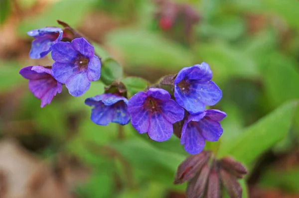 Bir bahar günü yeşil yapraklı bir sapta narin mavi, mor ve pembe yapraklı akciğer otu çiçekleri.