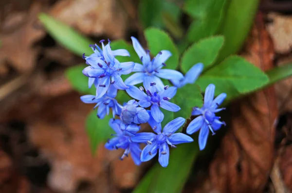 Narin taç yaprakları ve tomurcuklarıyla yeşil çimenli bir çayırda bahar mavi çiçek ormanı