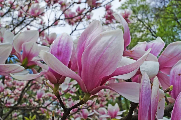 Magnolia Met Grote Bloemen Met Delicate Roze Witte Bloemblaadjes Een — Stockfoto