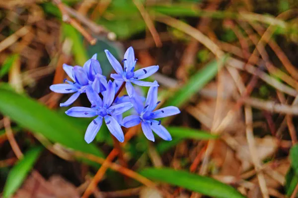 緑の芝生の牧草地で繊細な花弁と蕾を持つ春の青い花の森 — ストック写真