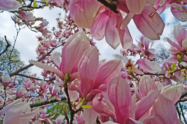 Magnolia Aux Grandes Fleurs Aux Délicats Pétales Roses Blancs Sur — Photo