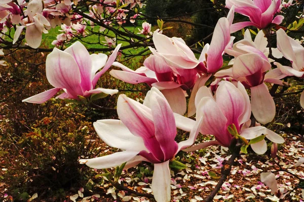 Magnolia Met Grote Bloemen Met Delicate Roze Witte Bloemblaadjes Een — Stockfoto