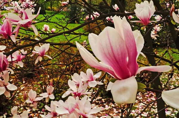 Magnolia Aux Grandes Fleurs Aux Délicats Pétales Roses Blancs Sur — Photo