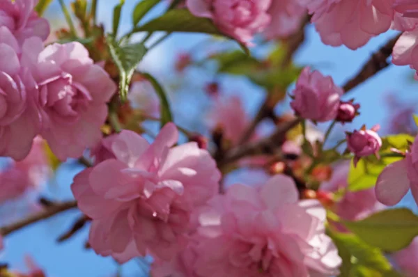 Narin, sık çiçekli, pembe yapraklı ve yeşil yapraklı Sakura dalı bir bahar günü parktaki bir ağaçta.