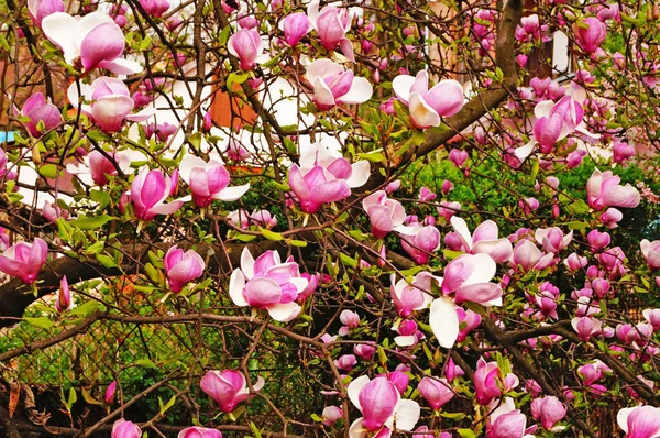 Magnolia Con Grandes Flores Con Delicados Pétalos Rosados Blancos Una — Foto de Stock