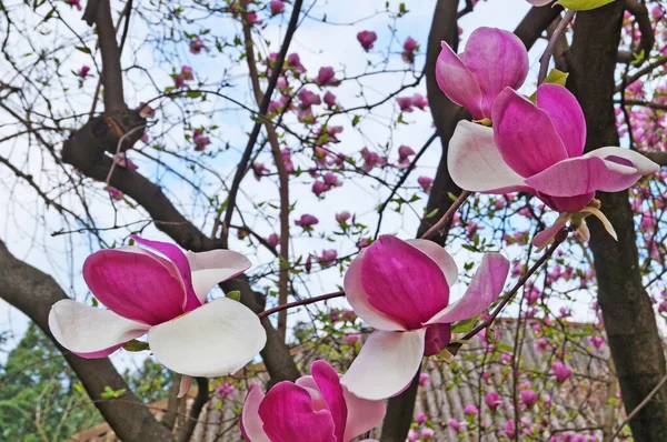 Bahçesinde yeşil yaprakları olan bir dalda narin pembe ve beyaz yaprakları olan büyük çiçekli manolya.