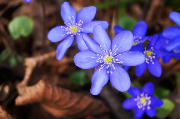 Fleurs Anémone Aux Délicats Pétales Bleus Sur Buisson Aux Feuilles — Photo