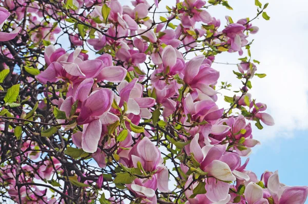 Magnolia Aux Grandes Fleurs Aux Délicats Pétales Roses Blancs Sur — Photo